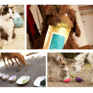 image of donkeys, dogs and a cat self-medicating on plant extracts in a Zoopharmacognosy consultation