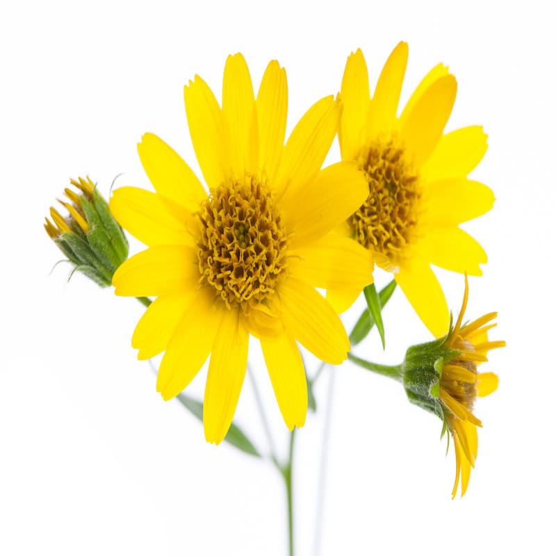 Arnica macerate for animals from My Animal Matters.