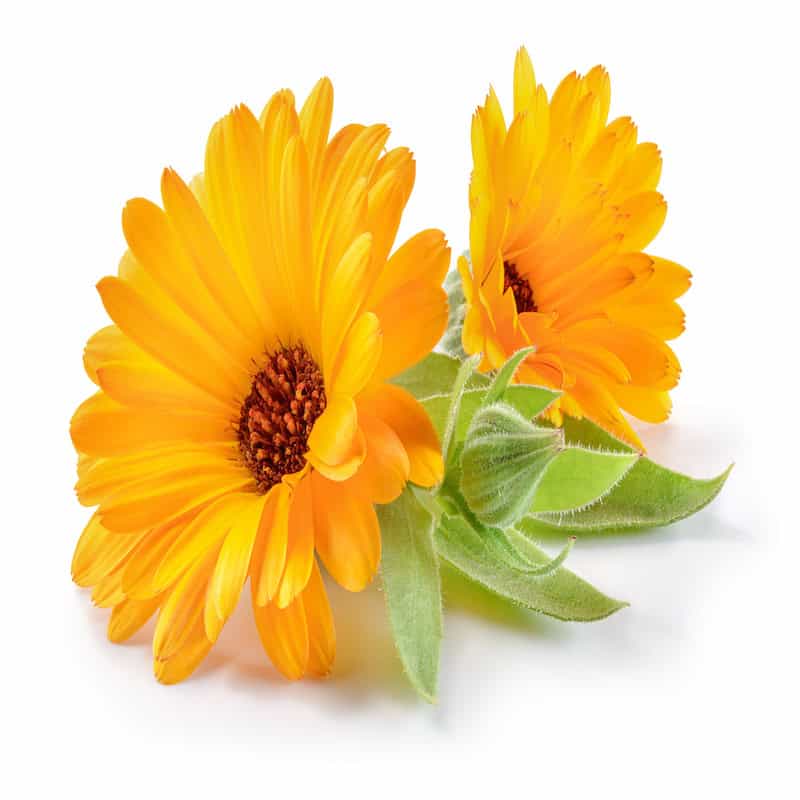 Calendula macerate for animals from My Animal Matters.