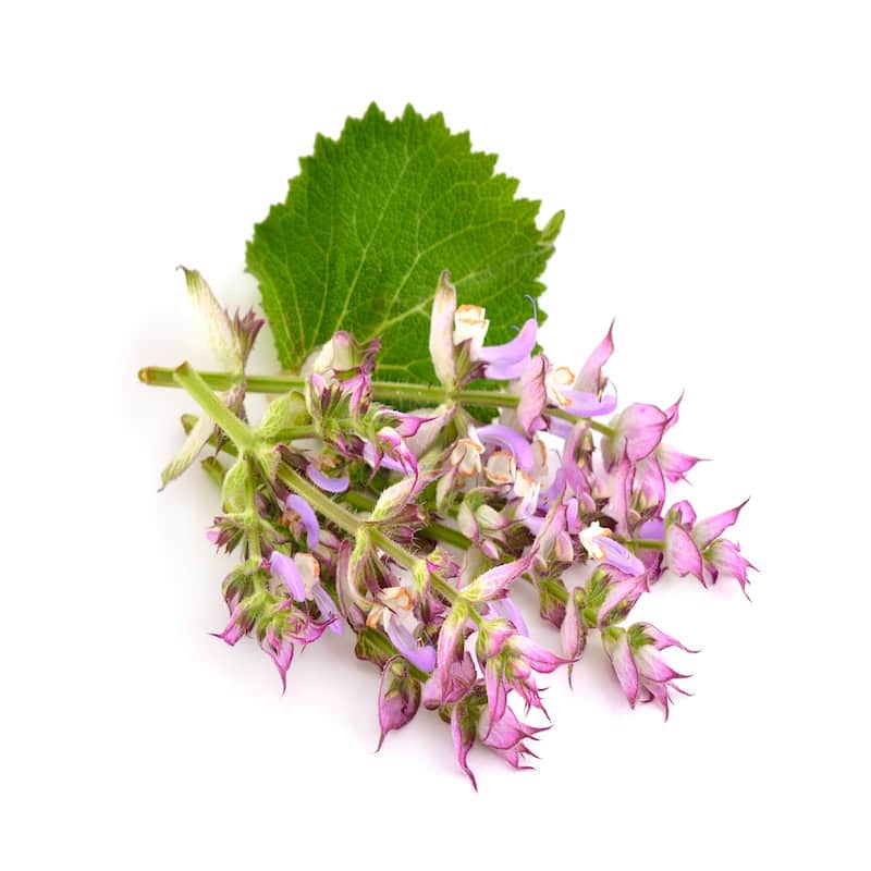 Clary Sage essential oil for animals from My Animal Matters.