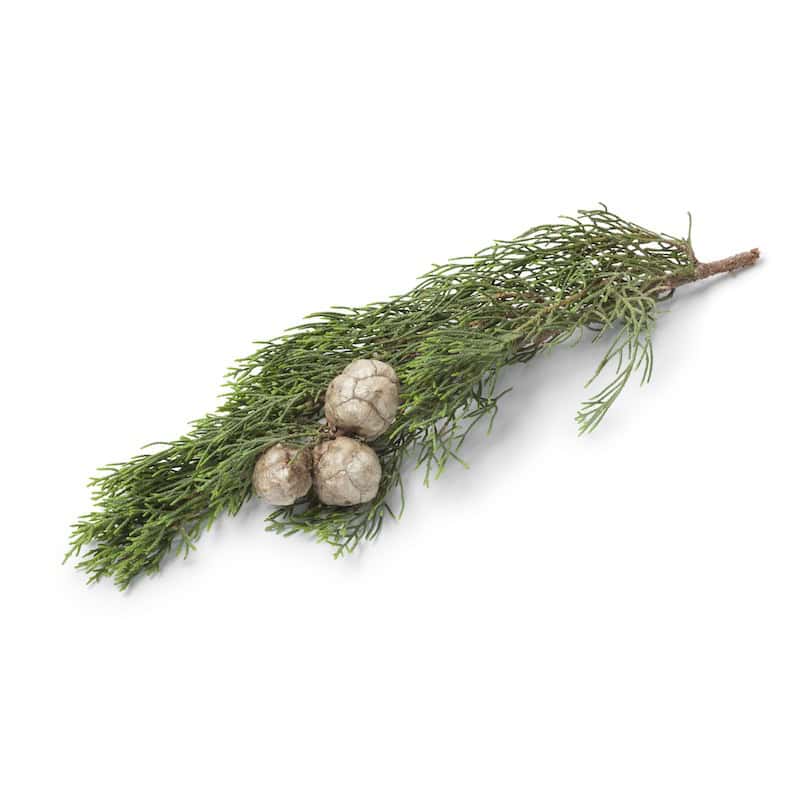Cypress essential oil for animals from My Animal Matters.