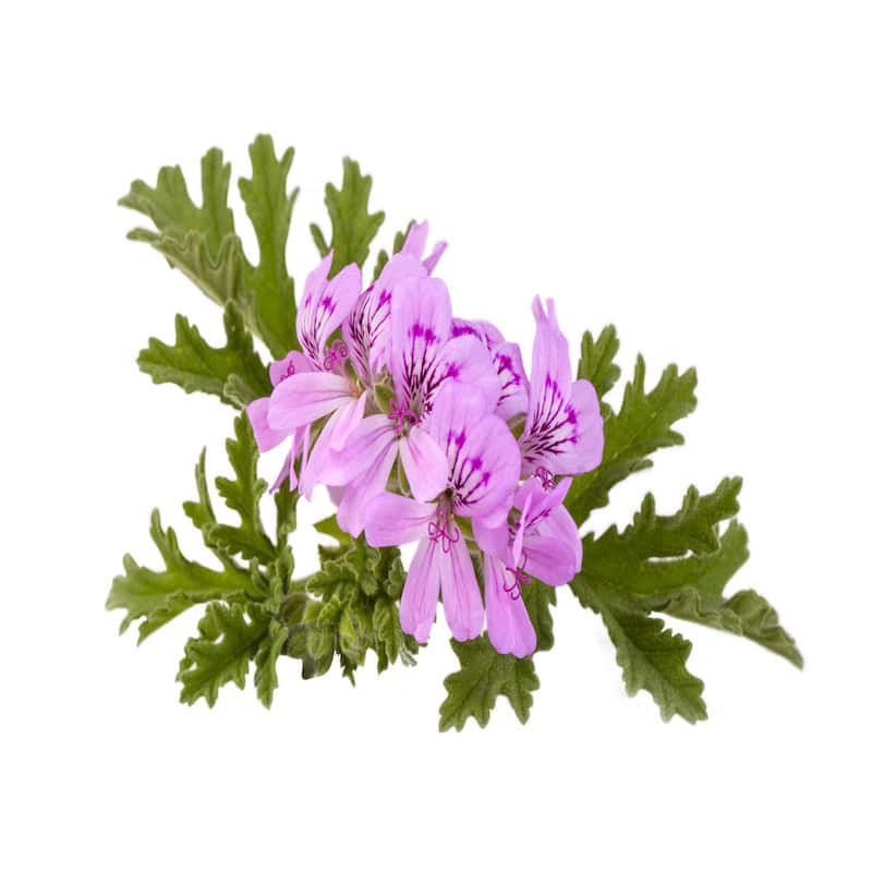 Geranium hydrosol for animals from My Animal Matters