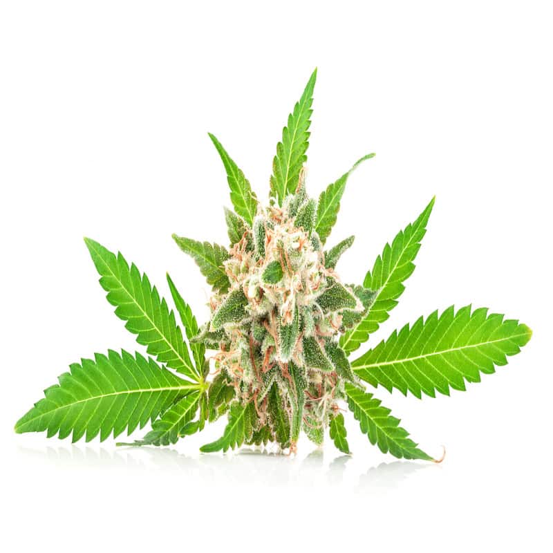 Hemp essential oil for animals from My Animal Matters