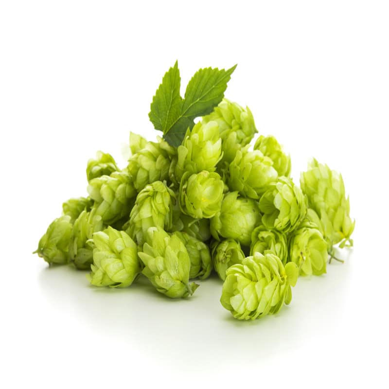 Hops Essential Oil for Animals from My Animal Matters