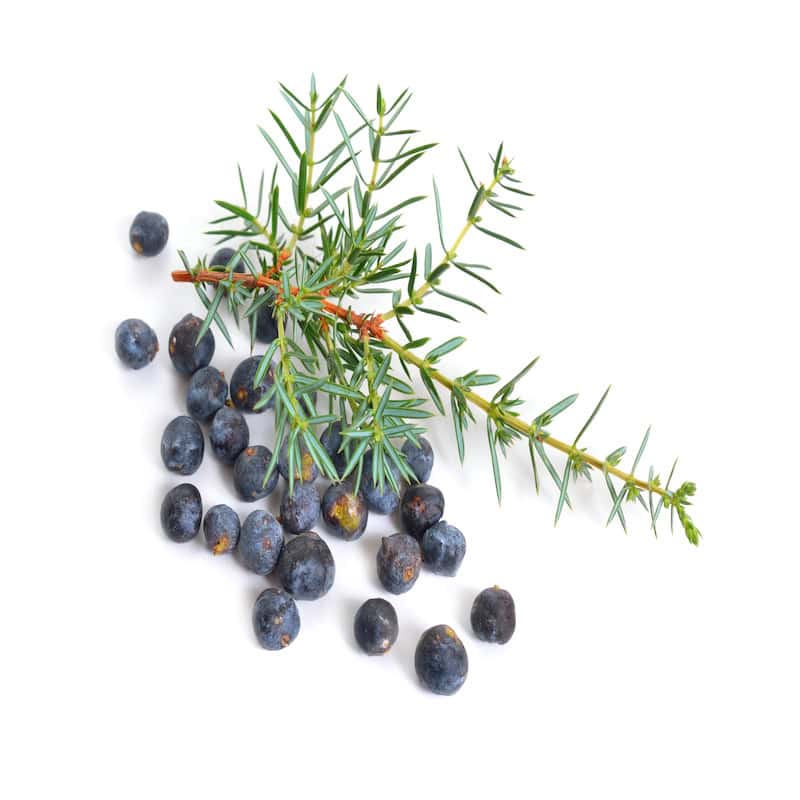 Juniper essential oil for animals from My Animal Matters.