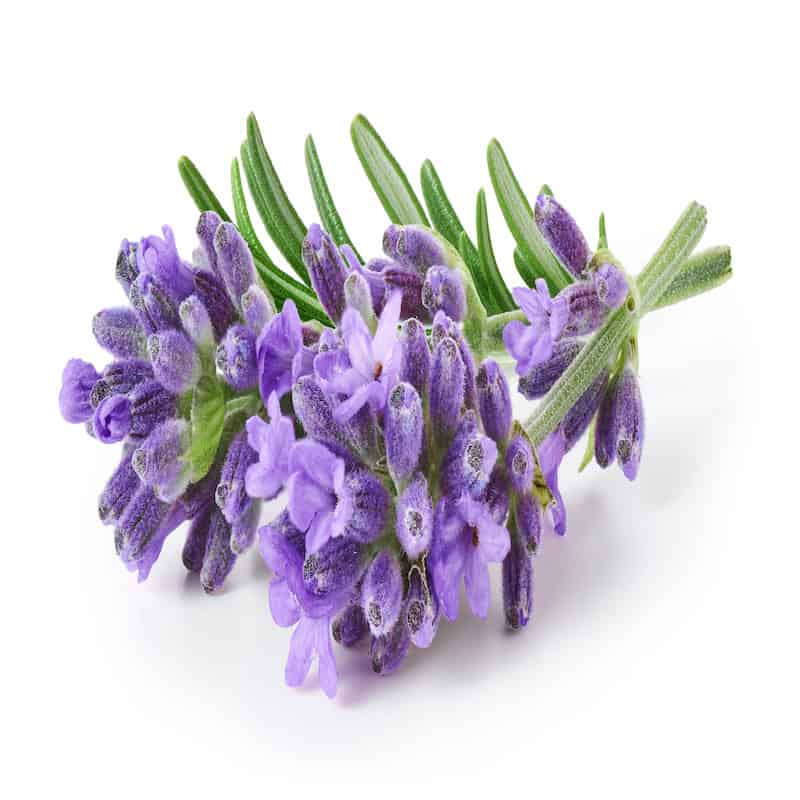 Lavender essential oil for animals from My Animal Matters.