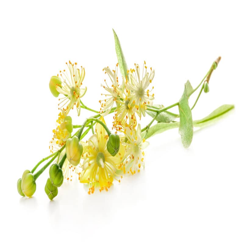 Linden Blossom Essential Oil for animals from My Animal Matters.