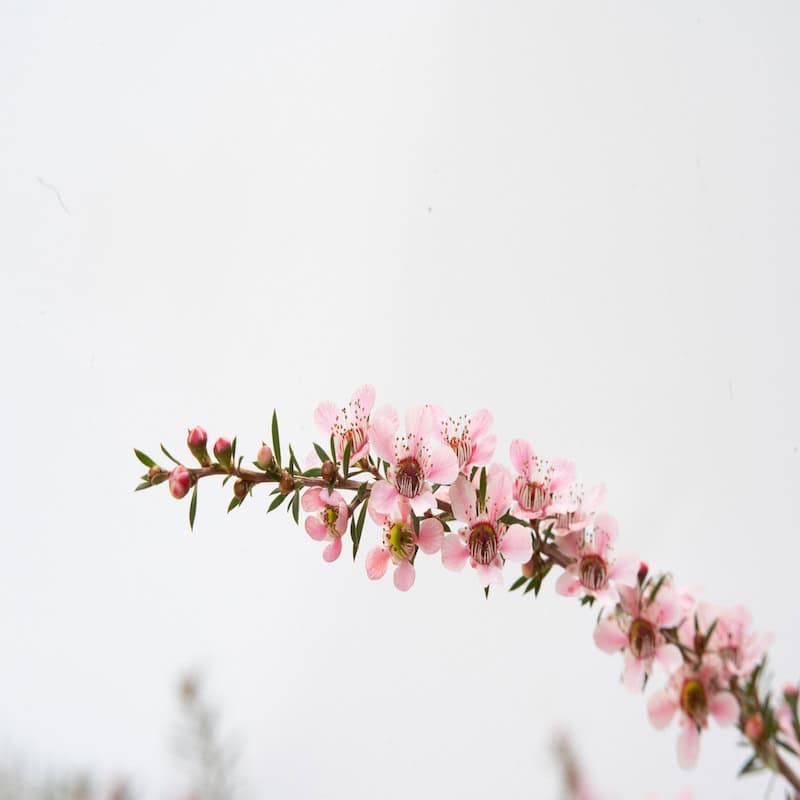 Manuka essential oil for animals from My Animal Matters