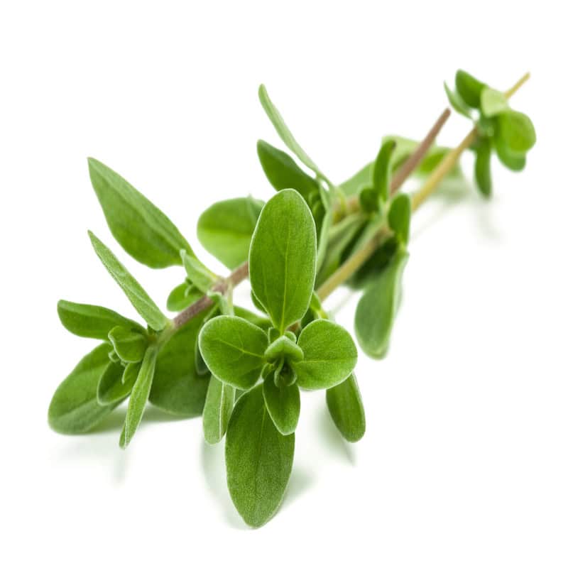 Marjoram sweet essential oil for animals from My Animal Matters.
