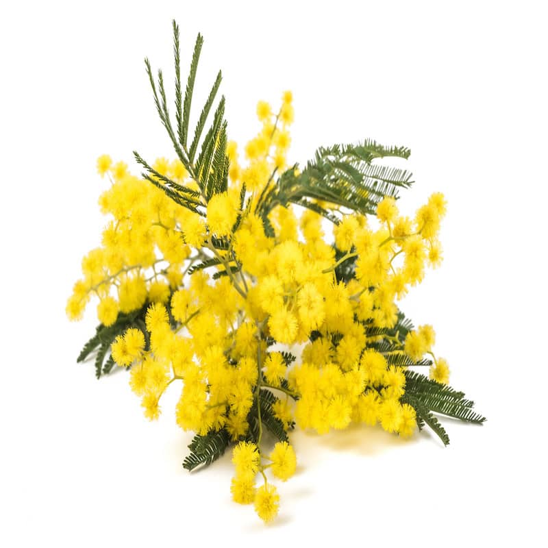 Mimosa Absolute for animals from Minimal Matters.