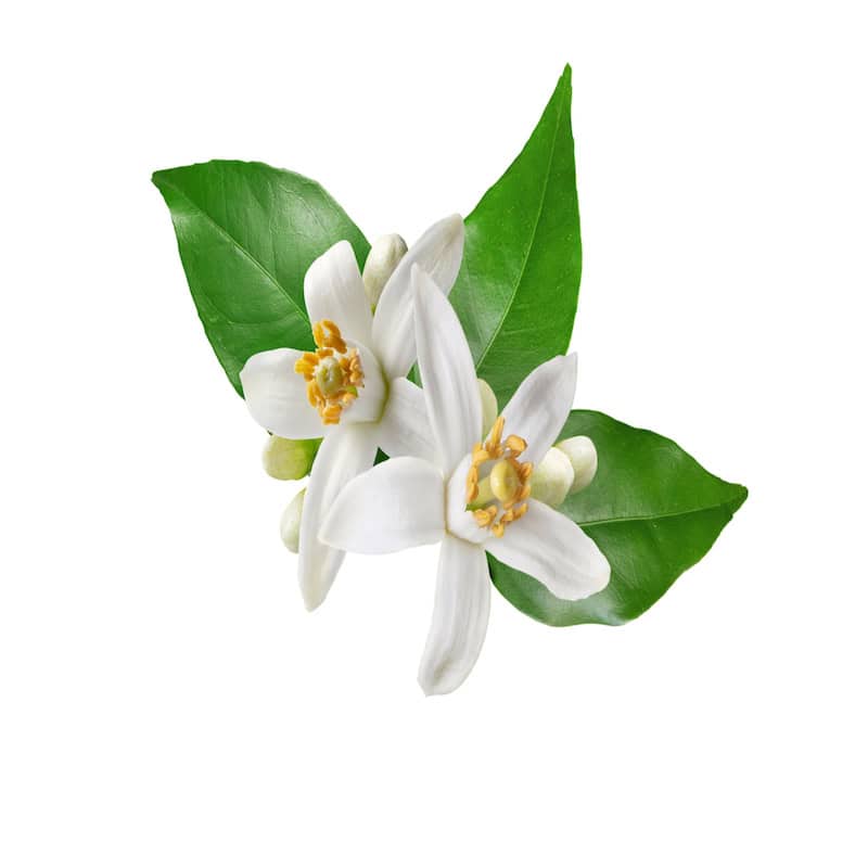 Orange Blossom Hydrosol for animals from My Animal Matters
