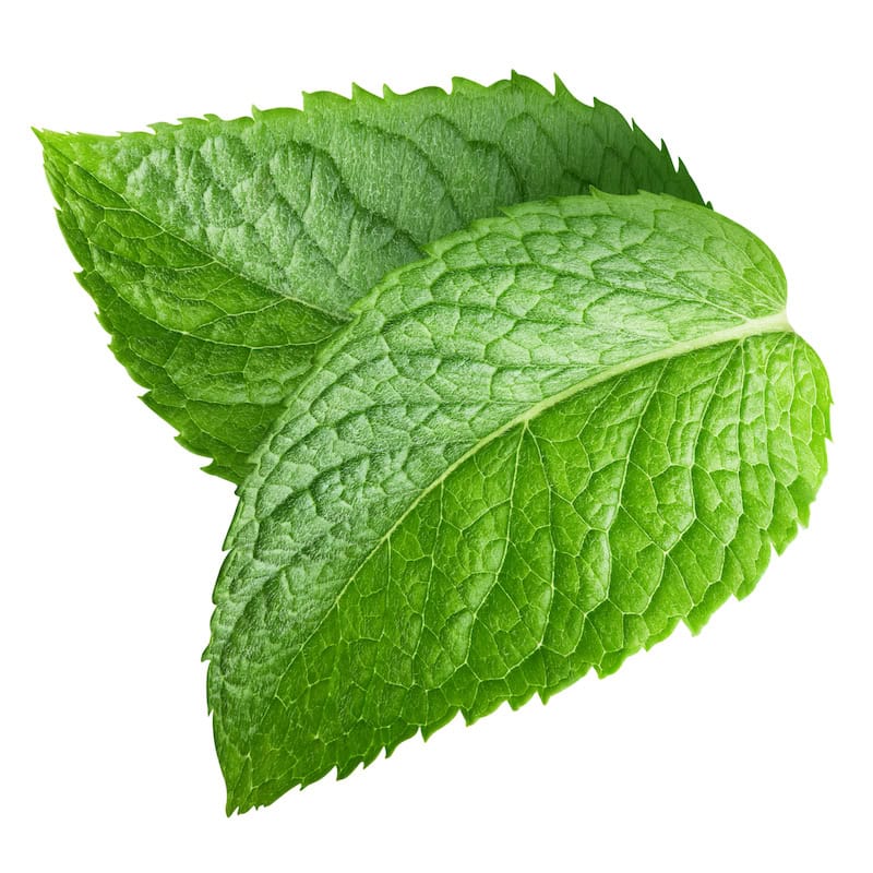 Peppermint essential oil for animals from My Animal Matters.