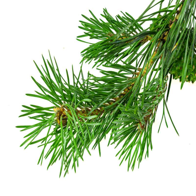 Pine essential oil for animals from My Animal Matters