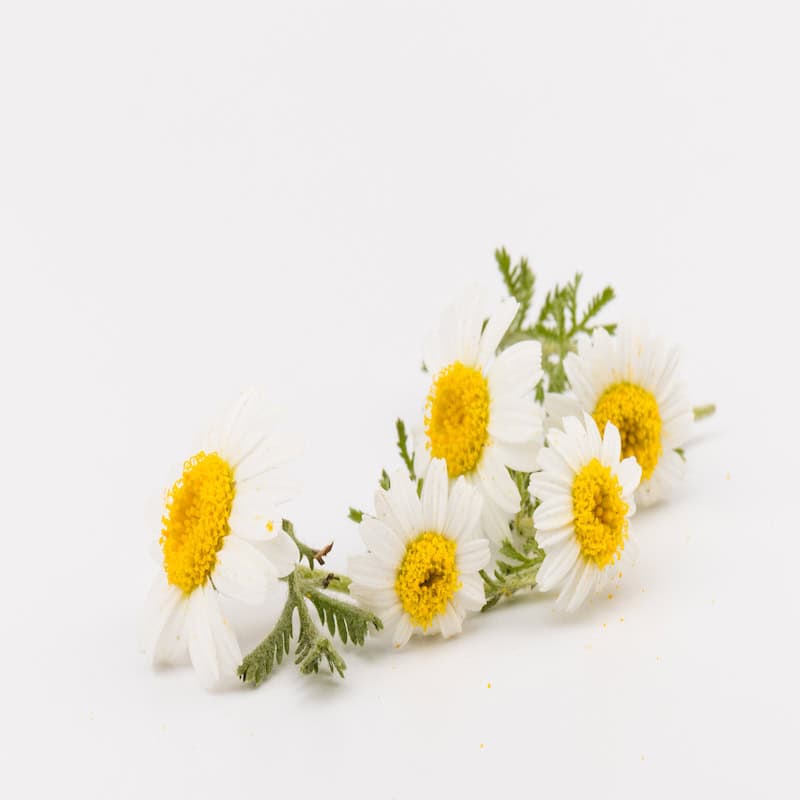 Roman chamomile hydrosol for animals from My Animal Matters.