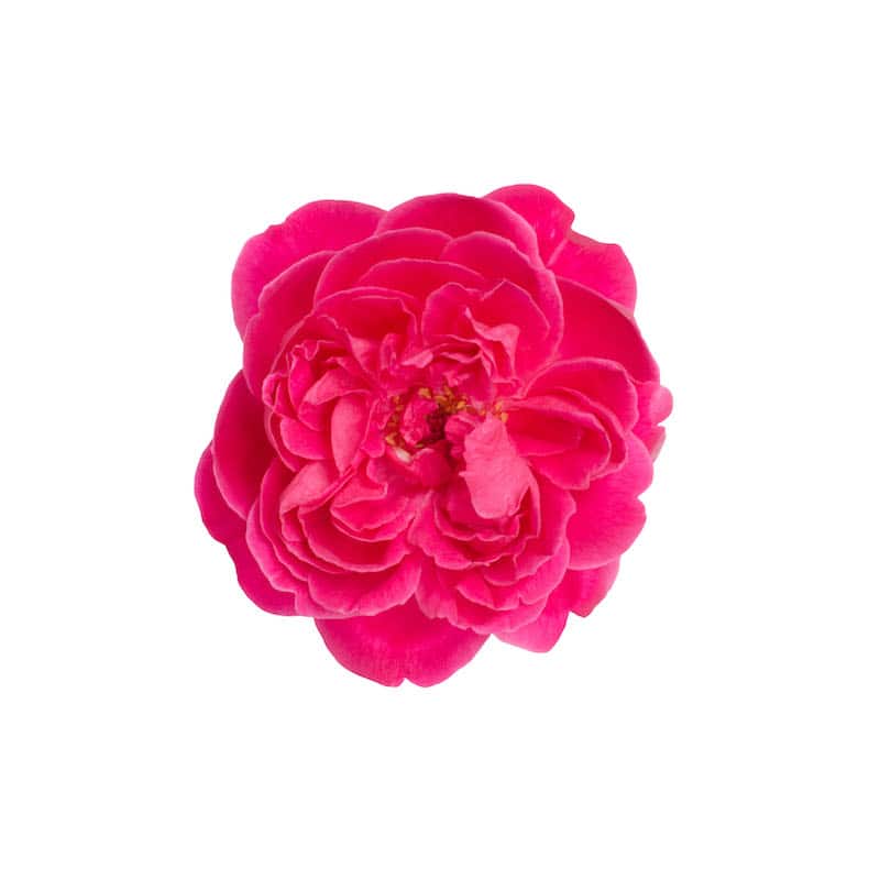 Rose Absolute for animals from My Animal Matters.