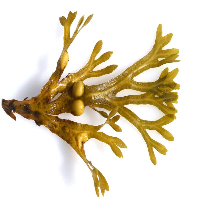 Seaweed Absolute for animals from My Animal Matters.