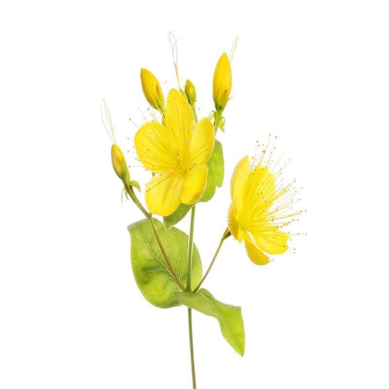 St. John's Wort hydrosol for animals from My Animal Matters