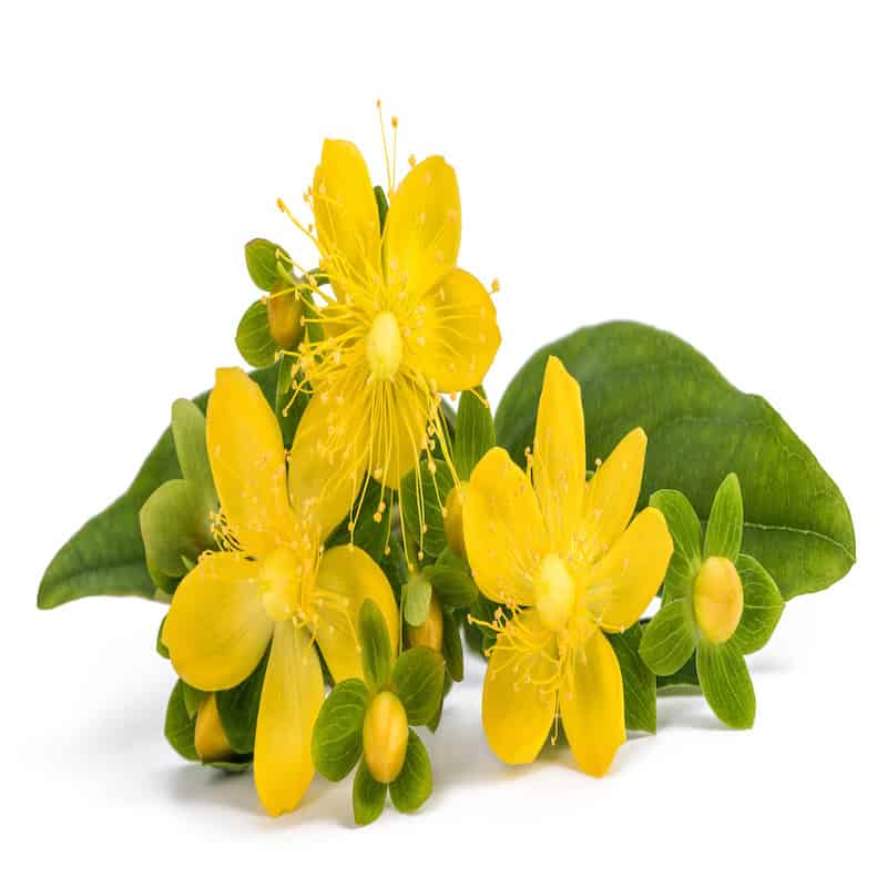 St. John's Wort macerate for Animals from My Animal Matters.