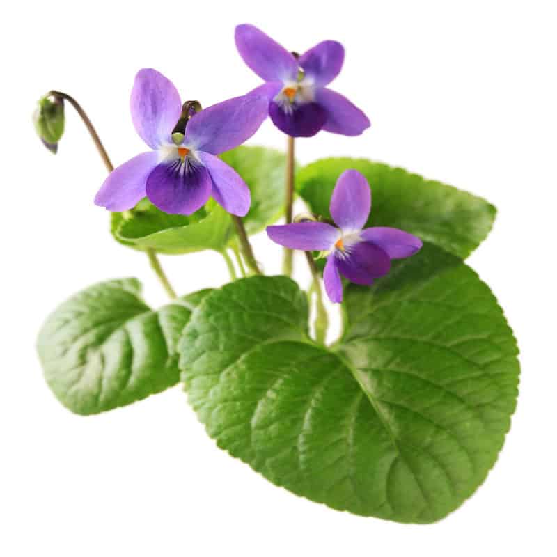 Violet leaf absolute for animals from My Animal Matters.