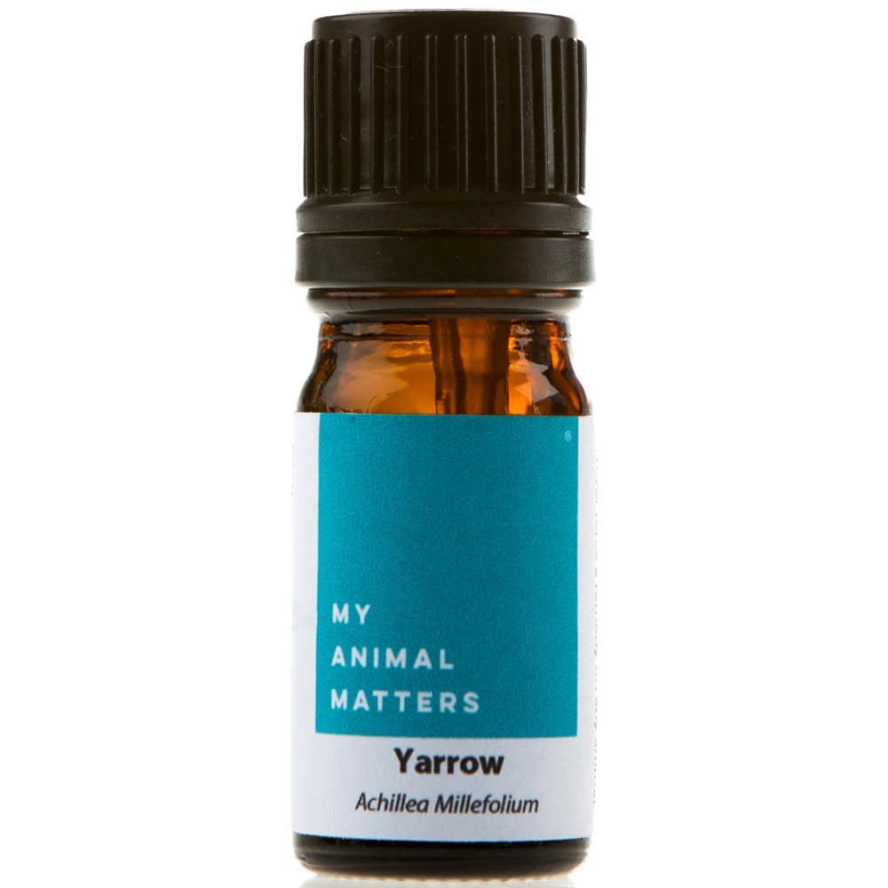 Yarrow Essential Oil for Animals from My Animal Matters