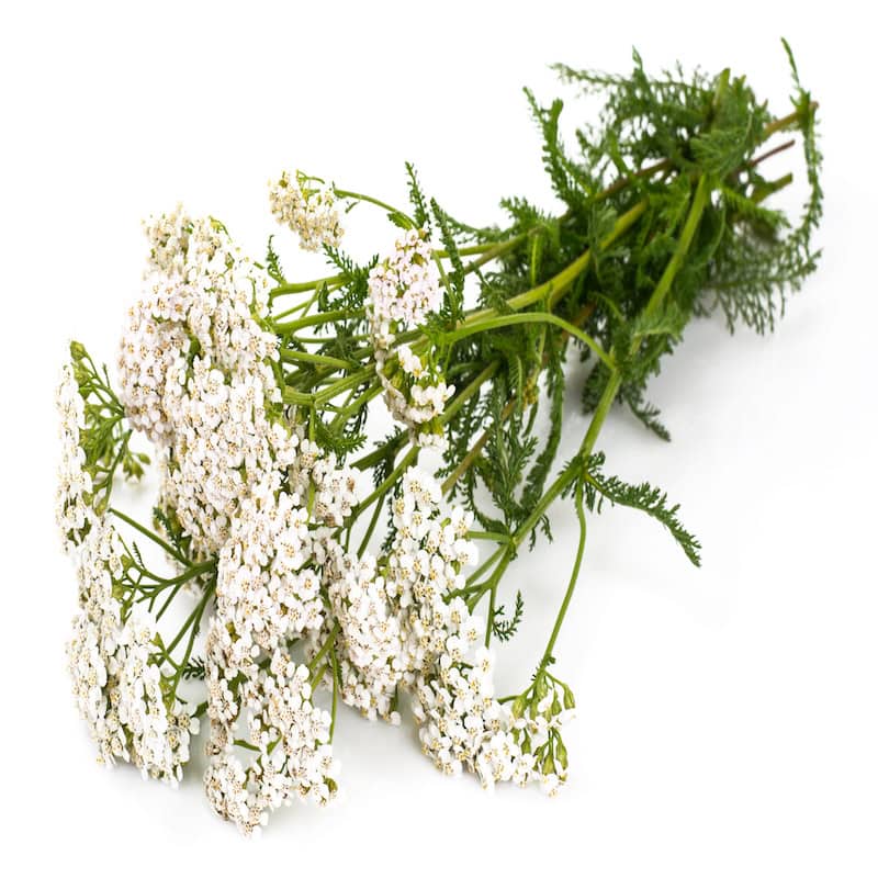 Yarrow Essential Oil for Animals from My Animal Matters