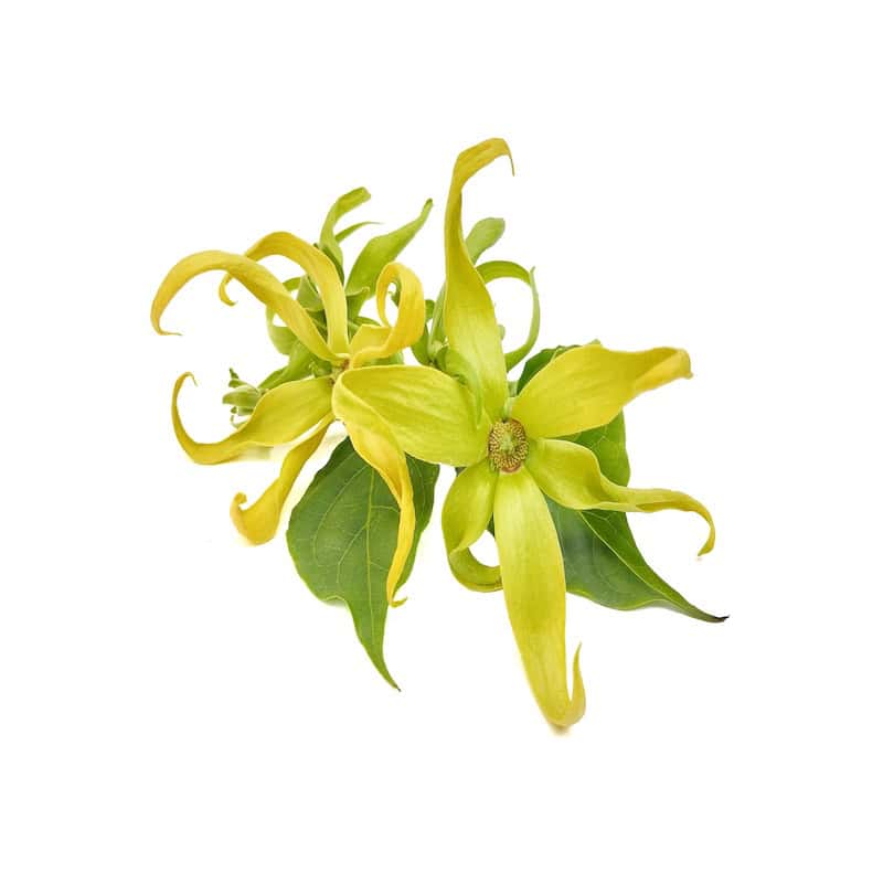 Ylang Ylang essential oil for animals from My Animal Matters
